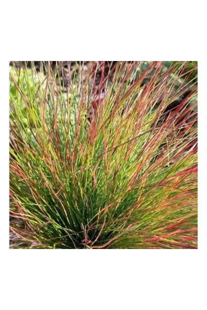 Вівсяниця блакитна ‘Walberla’ у саду